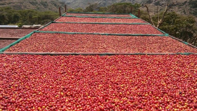 The courses carried out by the company in the field of cultivation, production and marketing of Yemeni coffee