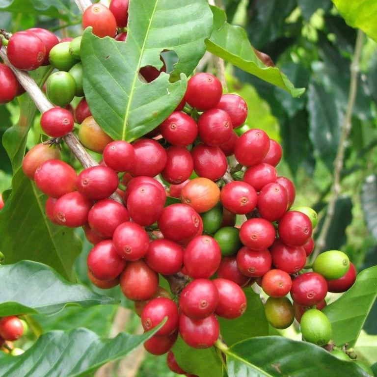 Sell Yemeni coffee