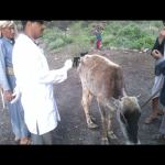 The courses available are in health and animal nutrition