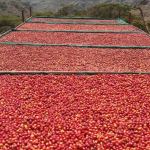 The courses carried out by the company in the field of cultivation, production and marketing of Yemeni coffee