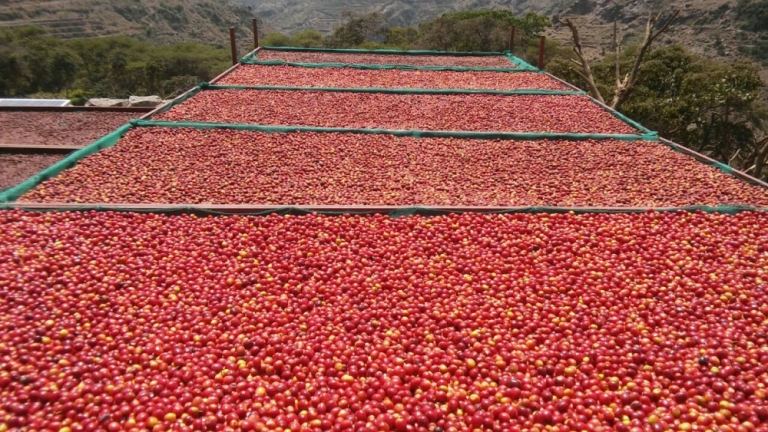The courses carried out by the company in the field of cultivation, production and marketing of Yemeni coffee
