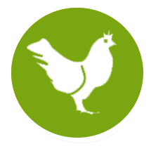 Training in poultry farming