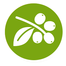 Training in the cultivation of coffee